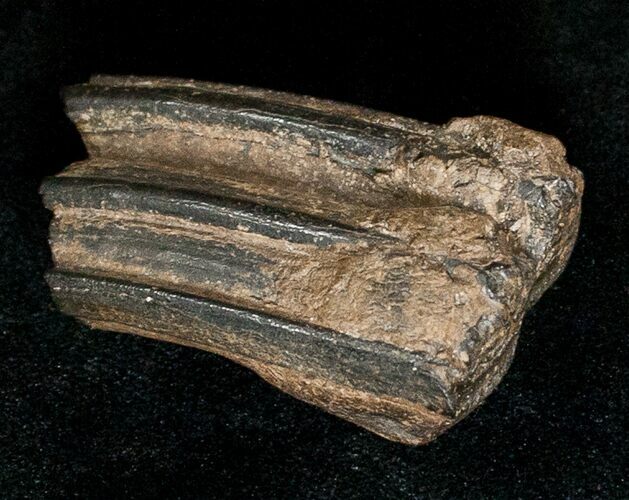 Pleistocene Aged Fossil Horse Tooth - Florida #17441